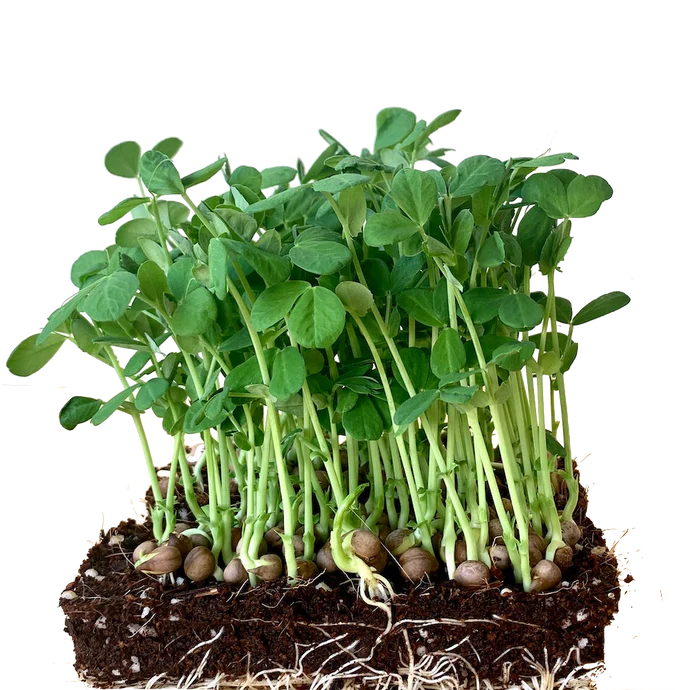 Pea Shoots