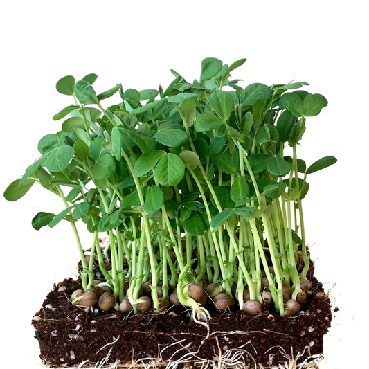 Pea Shoots